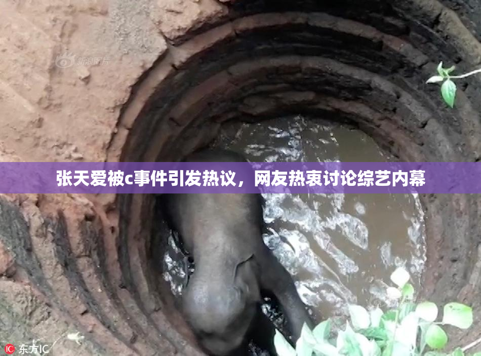 张天爱被c事件引发热议，网友热衷讨论综艺内幕