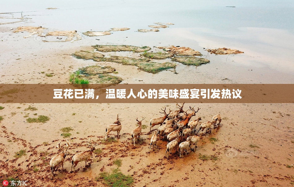 豆花已满，温暖人心的美味盛宴引发热议