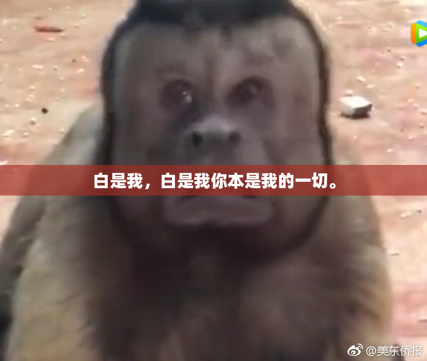 白是我，白是我你本是我的一切。