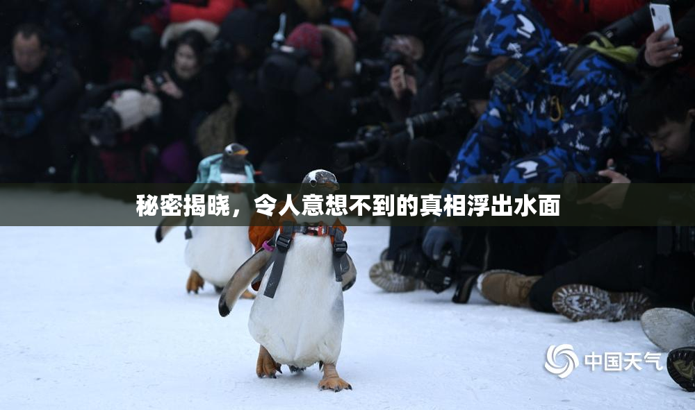 秘密揭晓，令人意想不到的真相浮出水面