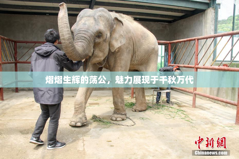 熠熠生辉的荡公，魅力展现于千秋万代