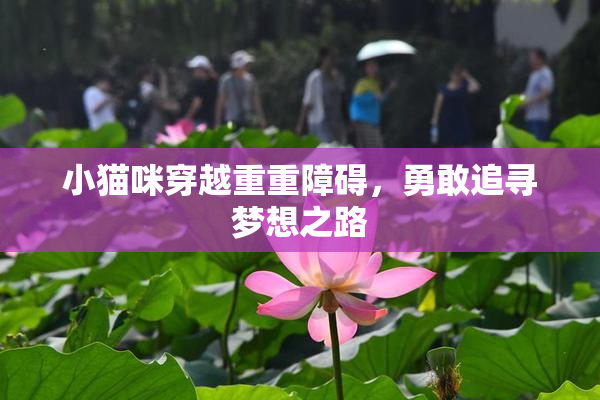 小猫咪穿越重重障碍，勇敢追寻梦想之路
