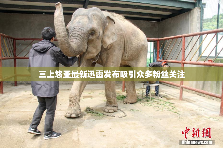 三上悠亚最新迅雷发布吸引众多粉丝关注
