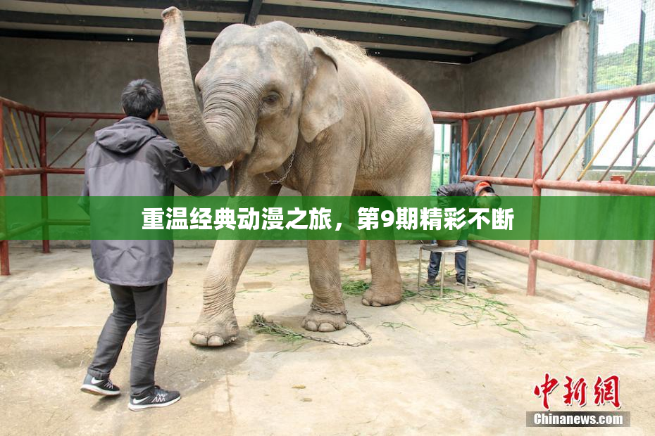 重温经典动漫之旅，第9期精彩不断