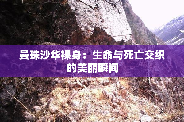 曼珠沙华裸身：生命与死亡交织的美丽瞬间