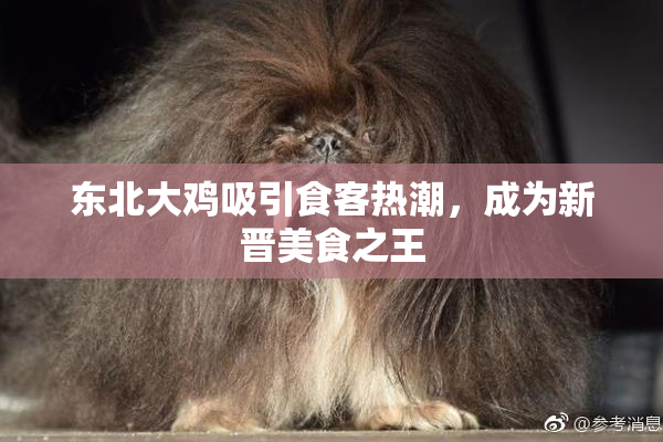 东北大鸡吸引食客热潮，成为新晋美食之王