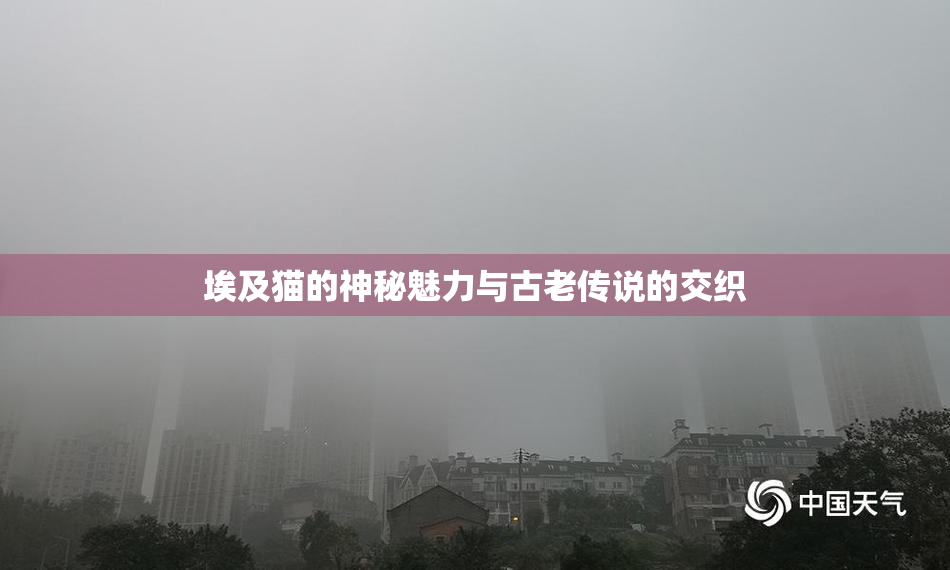 埃及猫的神秘魅力与古老传说的交织