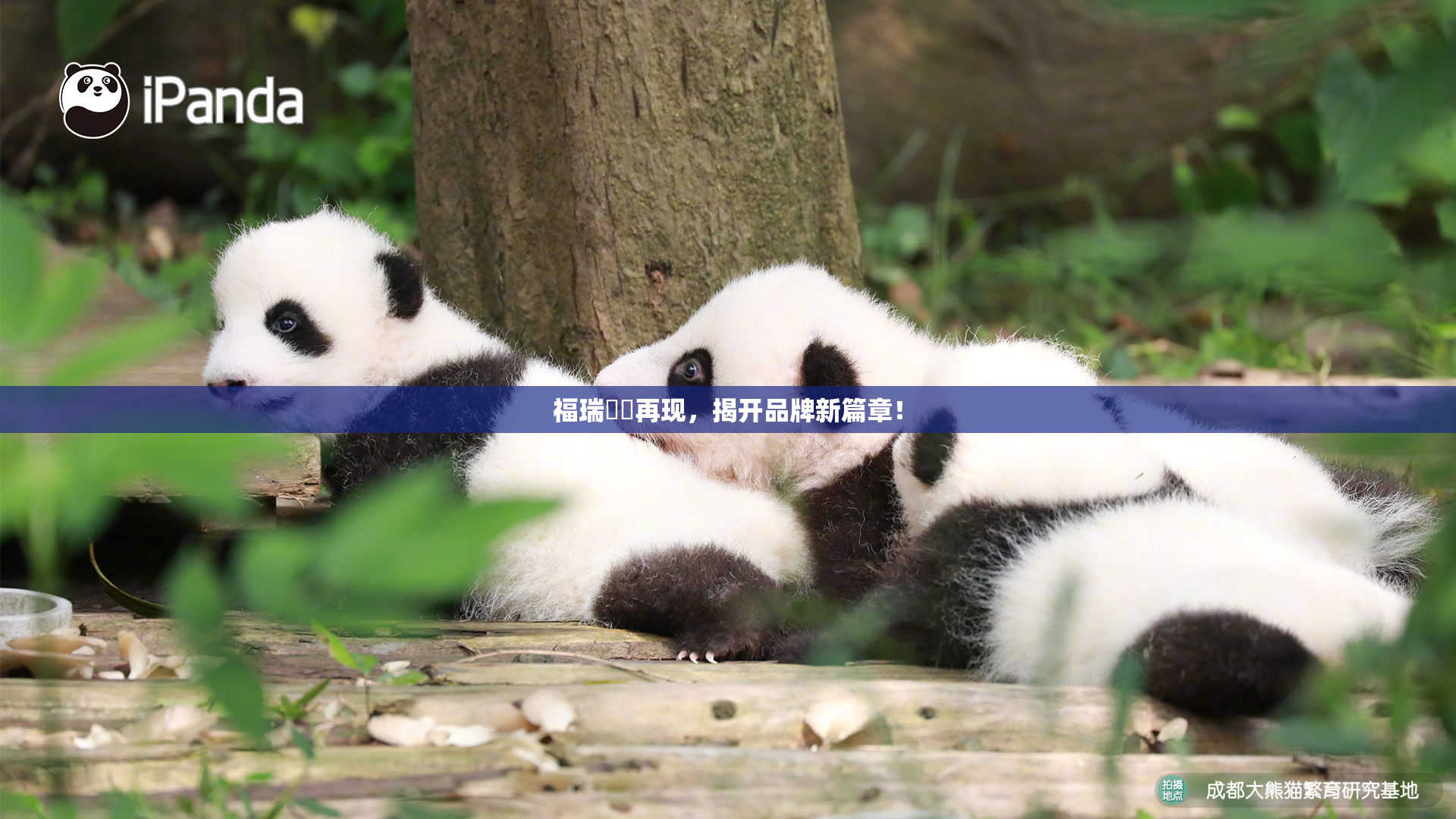 福瑞涊涊再现，揭开品牌新篇章！