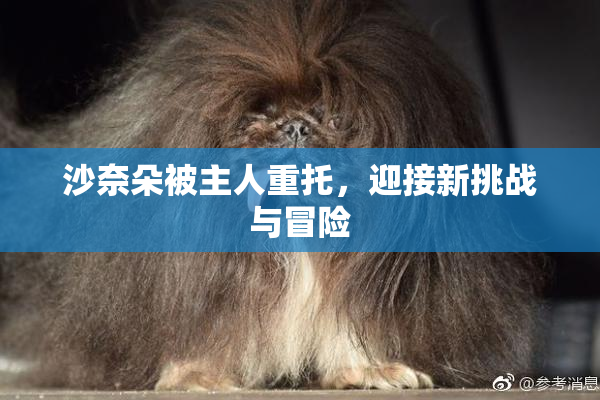 沙奈朵被主人重托，迎接新挑战与冒险