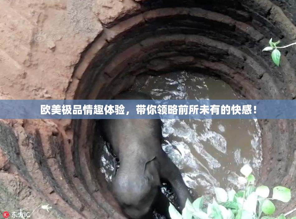 欧美极品情趣体验，带你领略前所未有的快感！