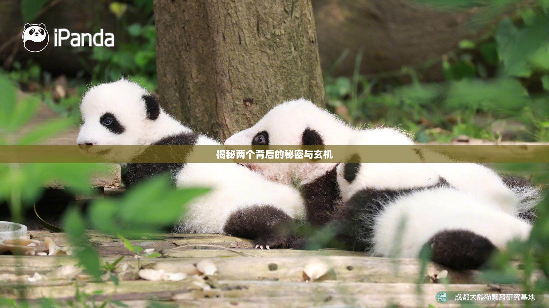 揭秘两个背后的秘密与玄机