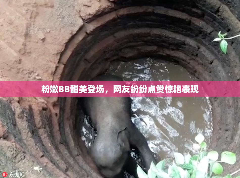 粉嫩BB甜美登场，网友纷纷点赞惊艳表现