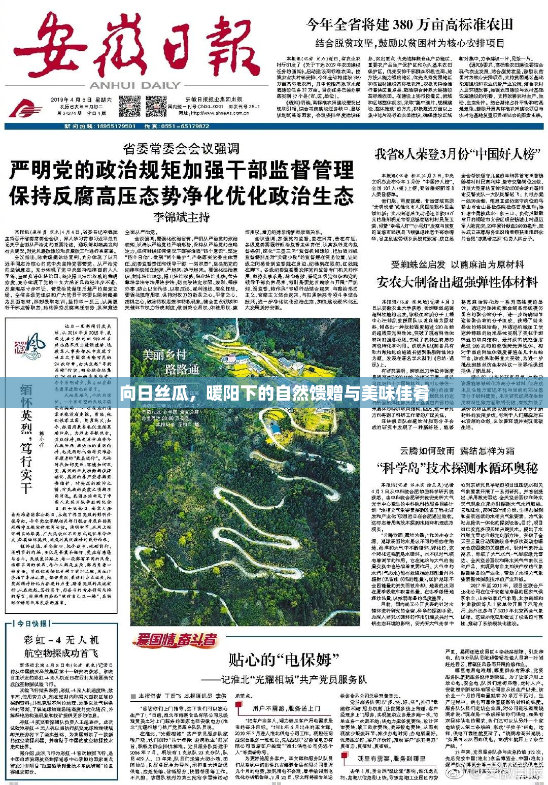 向日丝瓜，暖阳下的自然馈赠与美味佳肴