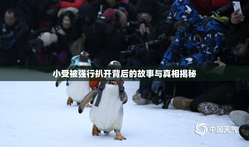 小受被强行扒开背后的故事与真相揭秘