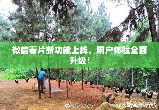 微信看片新功能上线，用户体验全面升级！