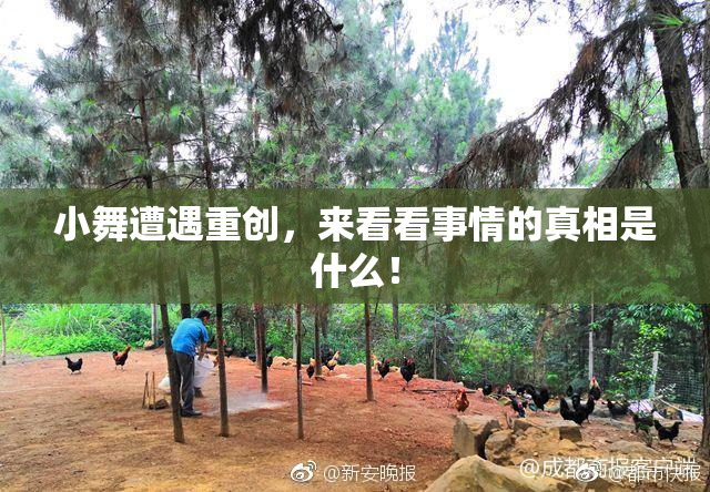 小舞遭遇重创，来看看事情的真相是什么！