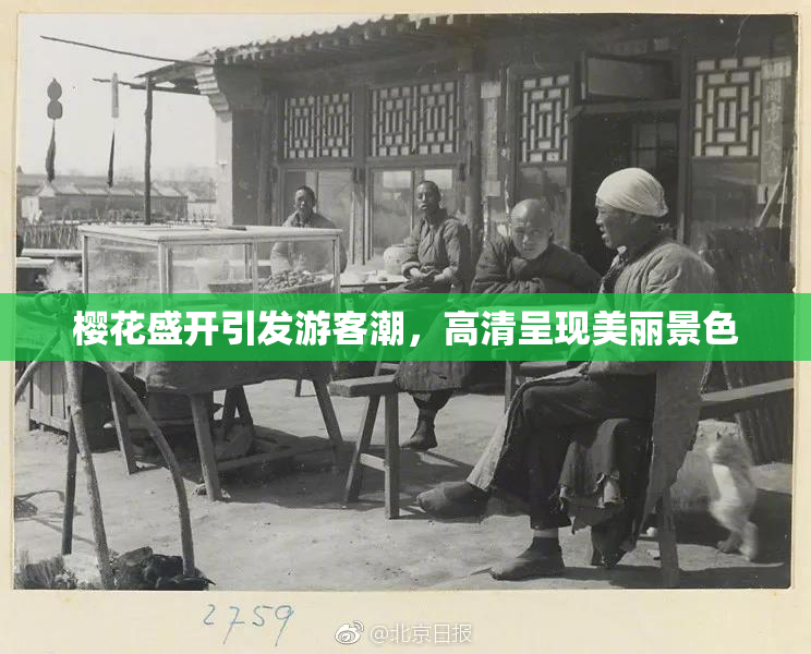 樱花盛开引发游客潮，高清呈现美丽景色