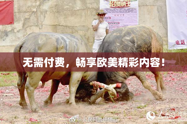 无需付费，畅享欧美精彩内容！