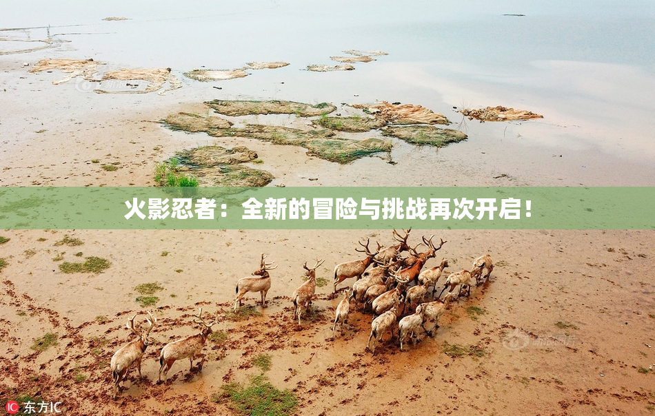 火影忍者：全新的冒险与挑战再次开启！