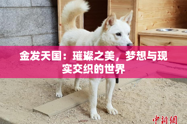 金发天国：璀璨之美，梦想与现实交织的世界