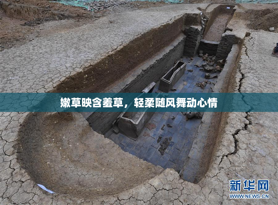 嫩草映含羞草，轻柔随风舞动心情