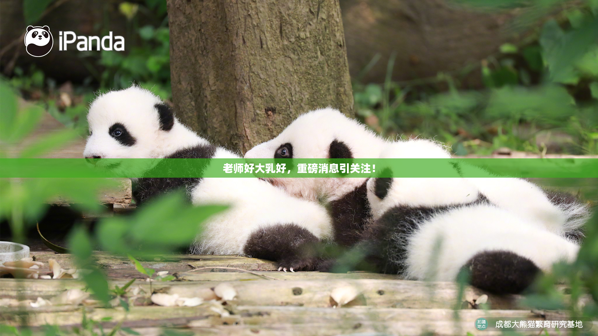 老师好大乳好，重磅消息引关注！