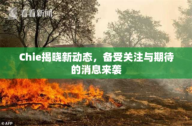 Chie揭晓新动态，备受关注与期待的消息来袭