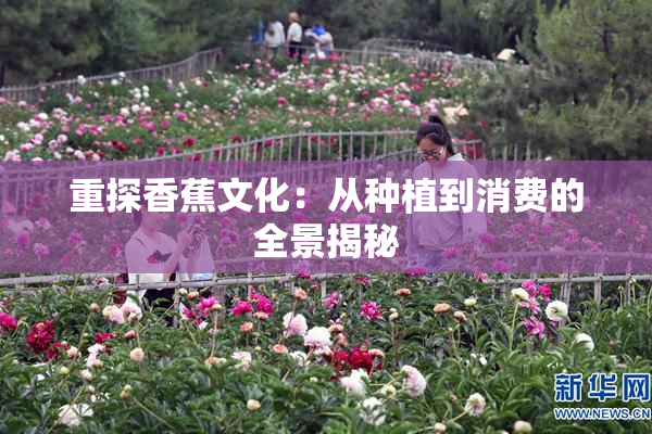 重探香蕉文化：从种植到消费的全景揭秘