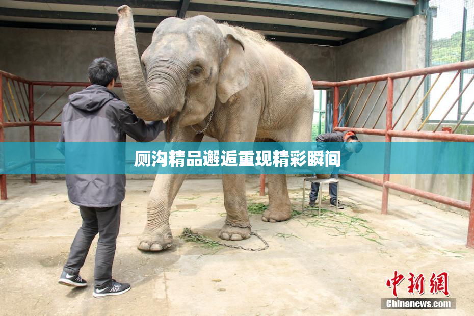 厕沟精品邂逅重现精彩瞬间