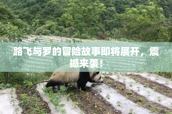 路飞与罗的冒险故事即将展开，震撼来袭！