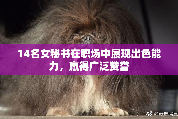 14名女秘书在职场中展现出色能力，赢得广泛赞誉