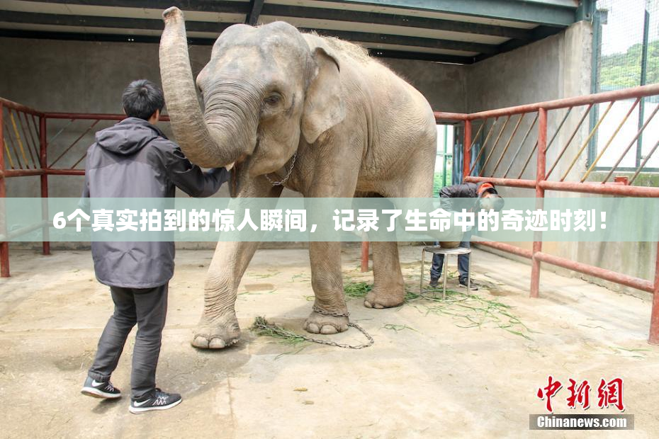6个真实拍到的惊人瞬间，记录了生命中的奇迹时刻！