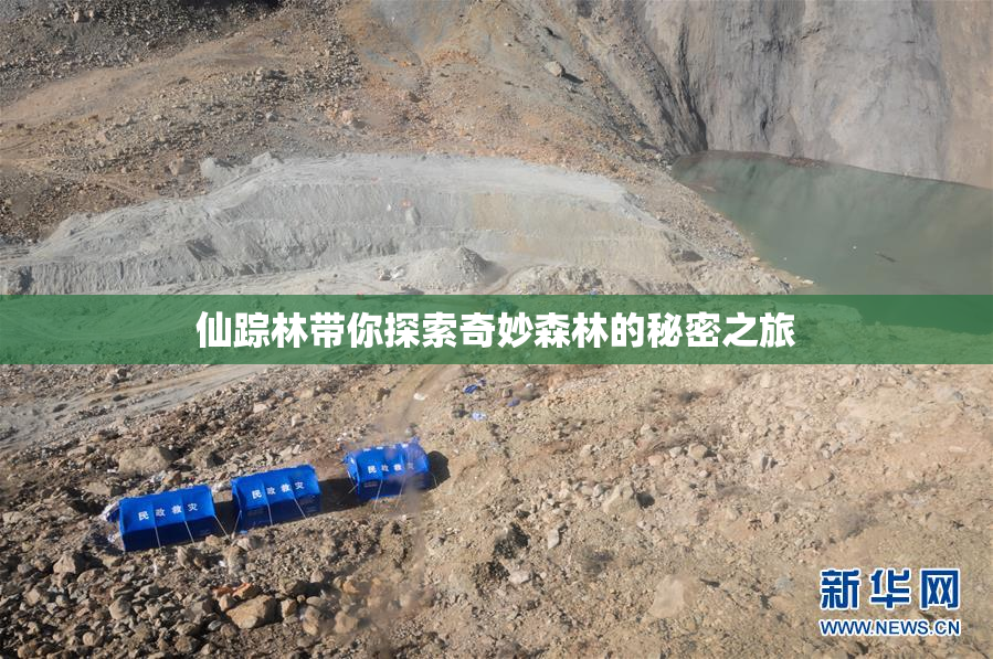 仙踪林带你探索奇妙森林的秘密之旅