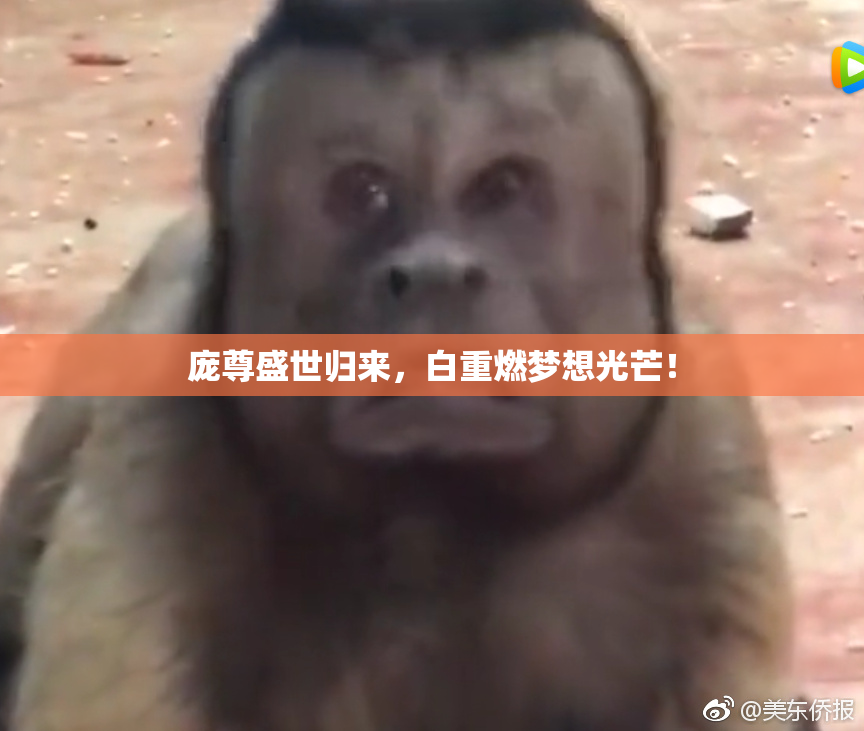 庞尊盛世归来，白重燃梦想光芒！