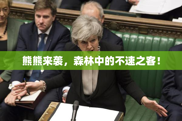 熊熊来袭，森林中的不速之客！