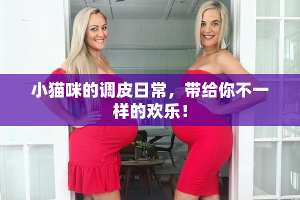 小猫咪的调皮日常，带给你不一样的欢乐！