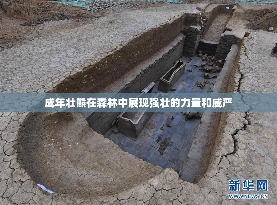 成年壮熊在森林中展现强壮的力量和威严