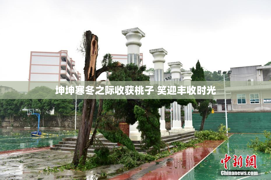 坤坤寒冬之际收获桃子 笑迎丰收时光