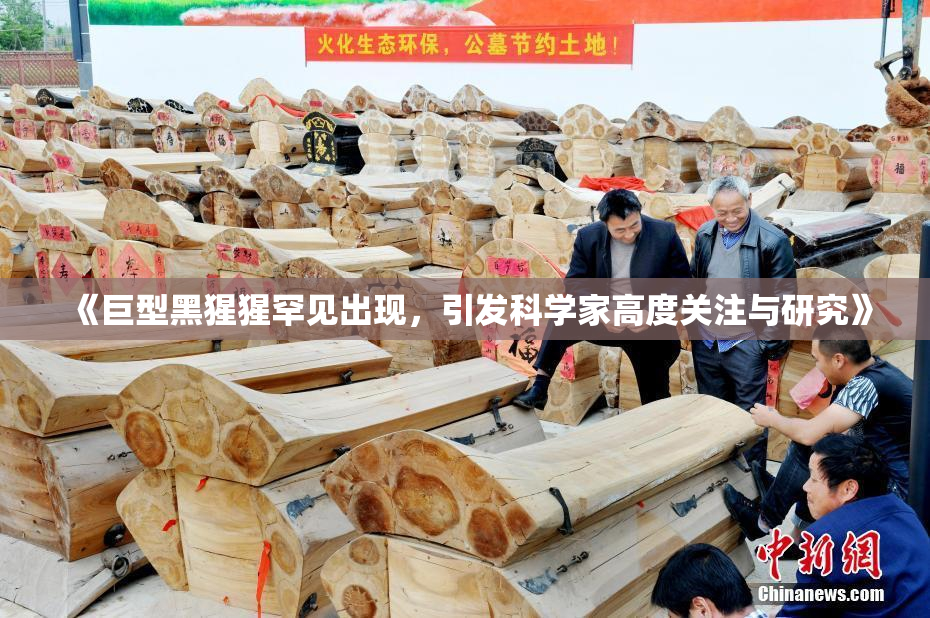 《巨型黑猩猩罕见出现，引发科学家高度关注与研究》