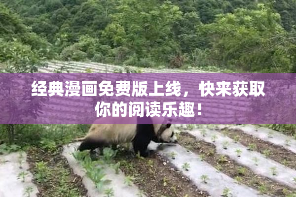 经典漫画免费版上线，快来获取你的阅读乐趣！