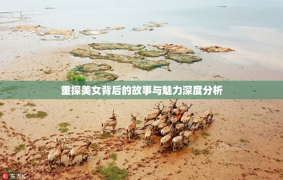 重探美女背后的故事与魅力深度分析