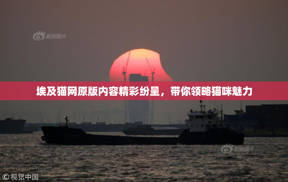 埃及猫网原版内容精彩纷呈，带你领略猫咪魅力