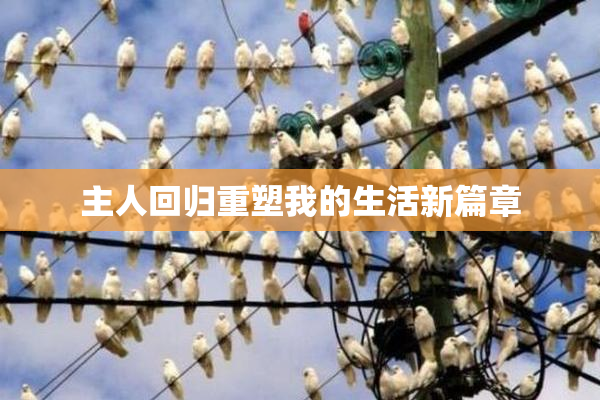主人回归重塑我的生活新篇章