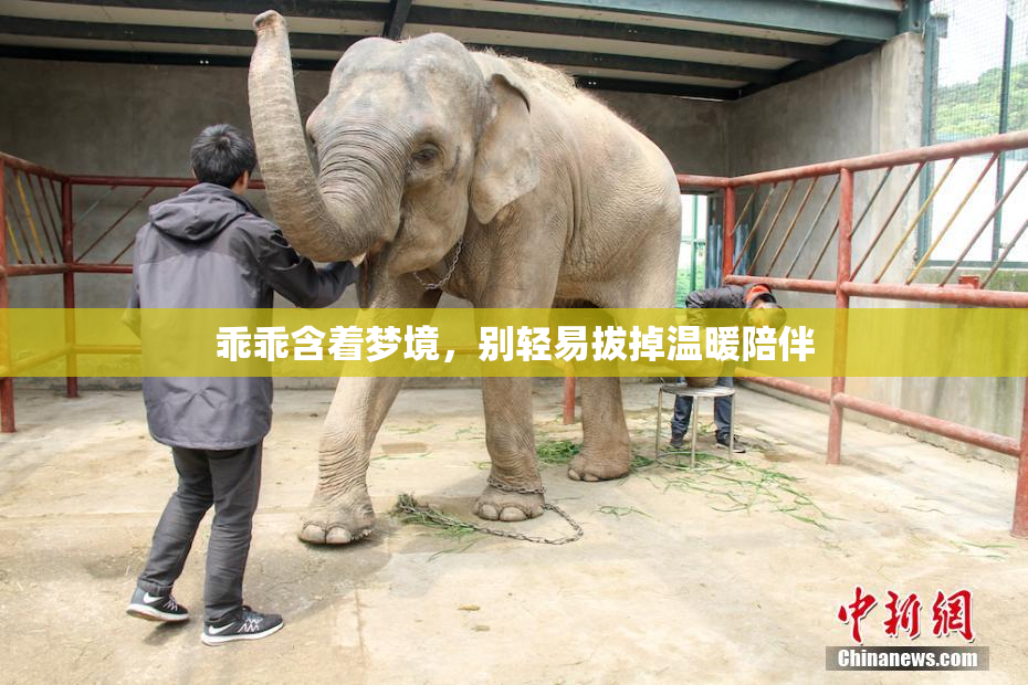 乖乖含着梦境，别轻易拔掉温暖陪伴