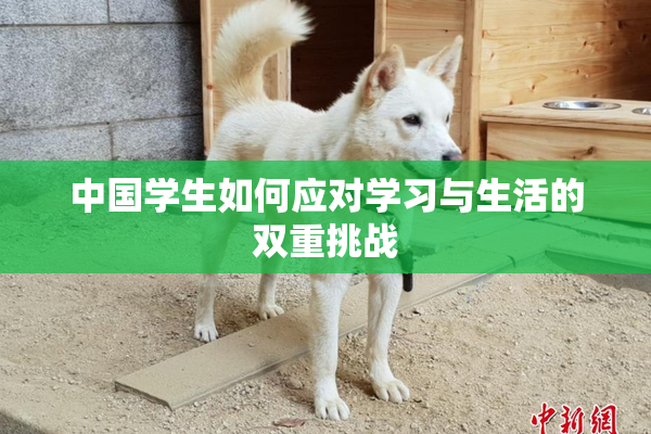 中国学生如何应对学习与生活的双重挑战