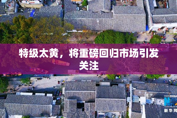 特级太黄，将重磅回归市场引发关注