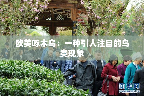 欧美啄木乌：一种引人注目的鸟类现象