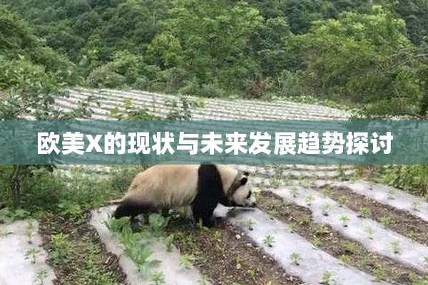 欧美X的现状与未来发展趋势探讨