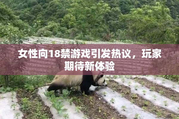 女性向18禁游戏引发热议，玩家期待新体验