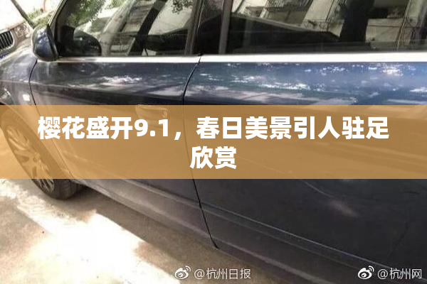樱花盛开9.1，春日美景引人驻足欣赏